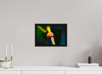 12 x 8″, Floater Frame Black Oak Dew-Kissed Ladybug