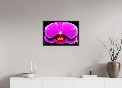 24 x 16″, Floater Frame Black Oak Magnificence