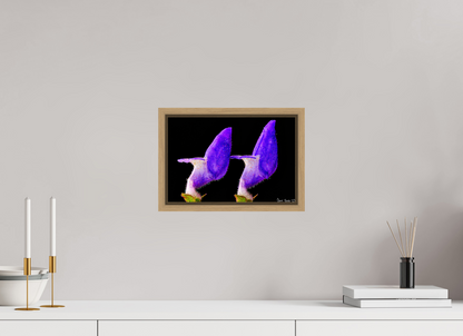 12 x 8″, Floater Frame Natural Oak Coleus Barbatus