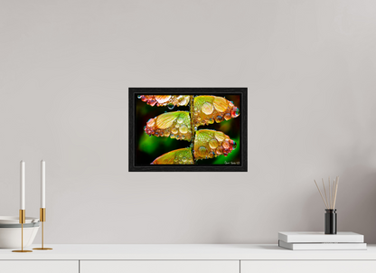 12 x 8″, Floater Frame Black Oak Monarch’s Abundance