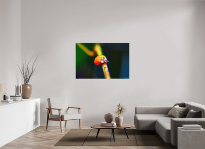 54 x 36″, Forex Dew-Kissed Ladybug