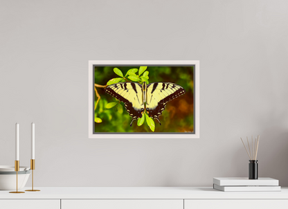 15 x 10″, Floater Frame Maple White Angel's Landing