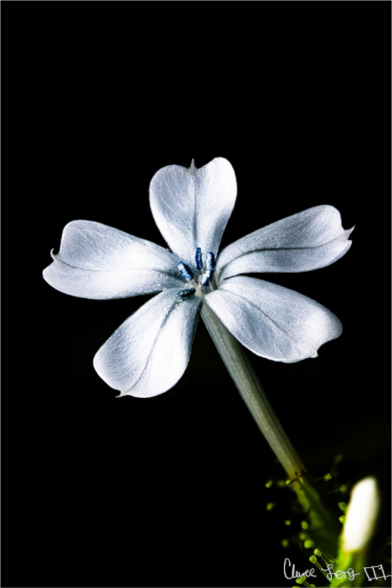 Main image Silver Petals