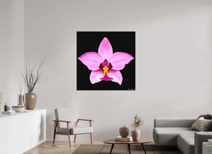 45 x 45″, Matte Canvas Bubblegum Star