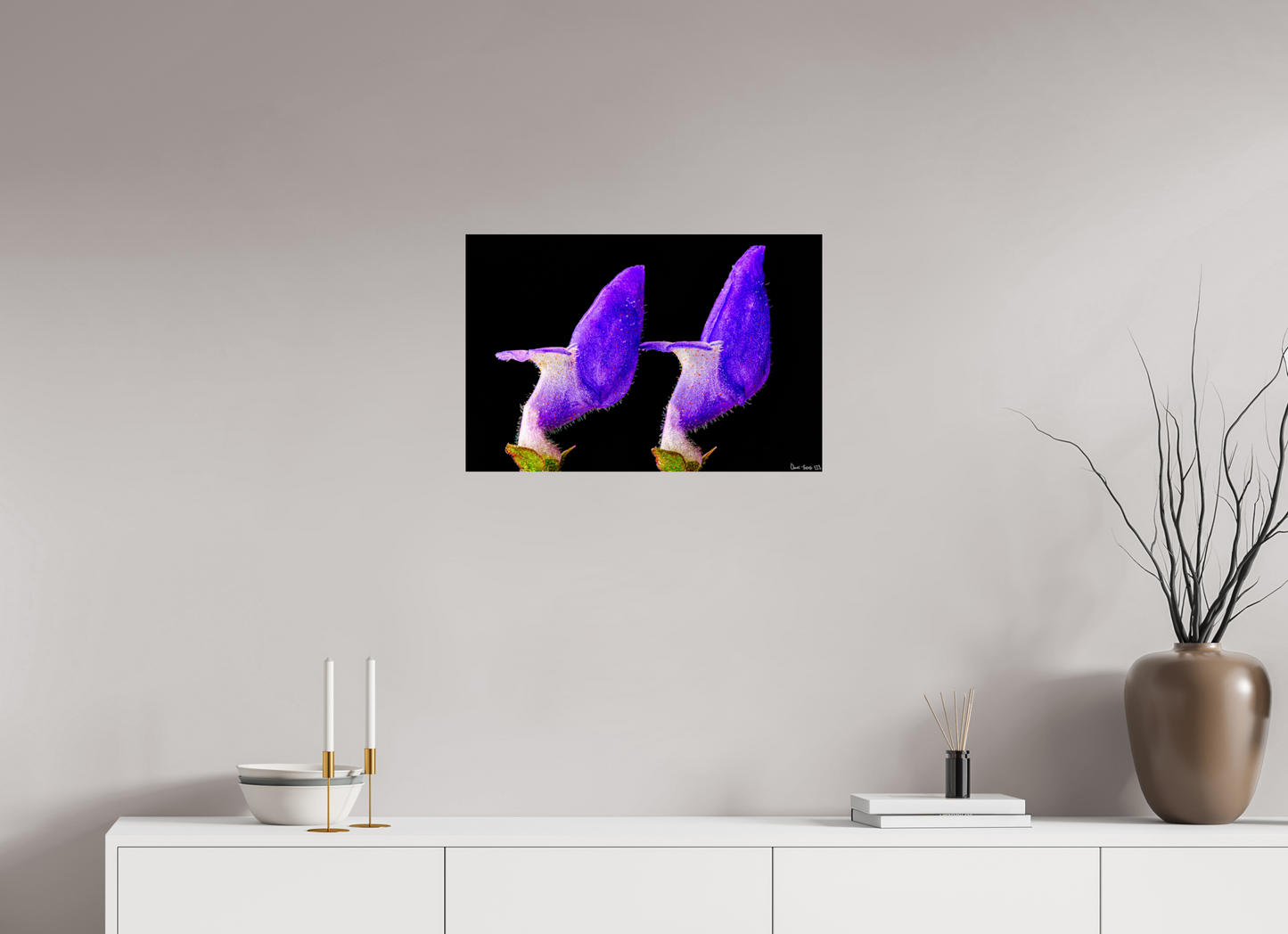 24 x 16″, Glossy Metal Coleus Barbatus