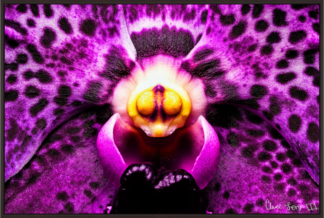 Main image Piercing Gaze