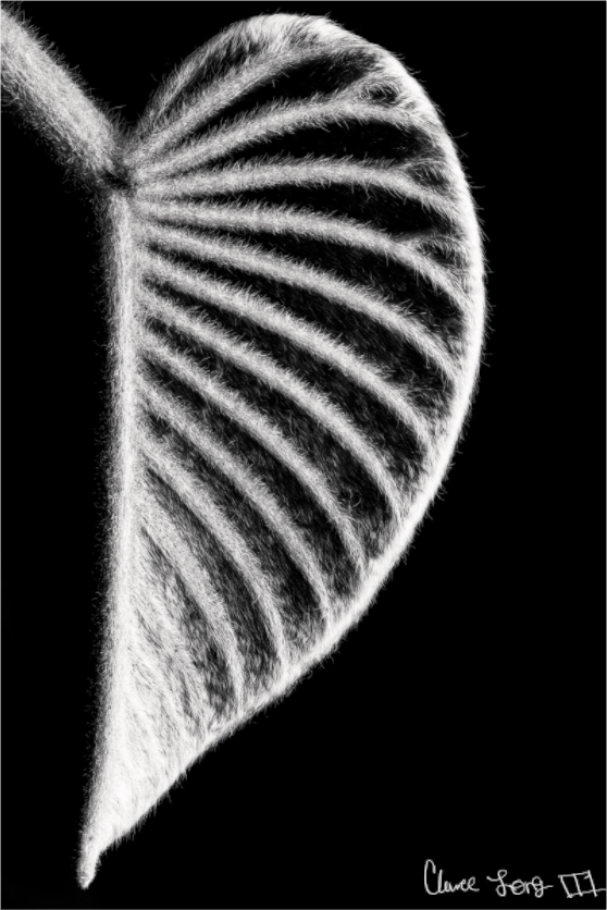 Main image Onyx Organ