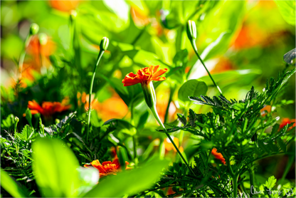 Main image Prominence