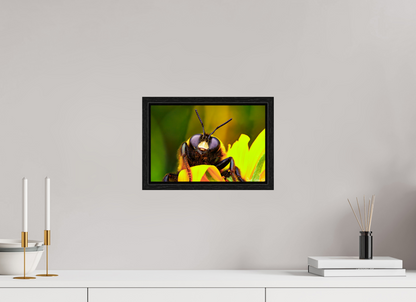 12 x 8″, Floater Frame Black Oak The Curious Bumblebee