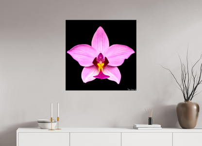 30 x 30″, Glossy Canvas Bubblegum Star