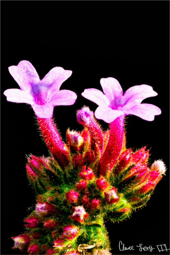 Main image Vebena Bonariensis Pair