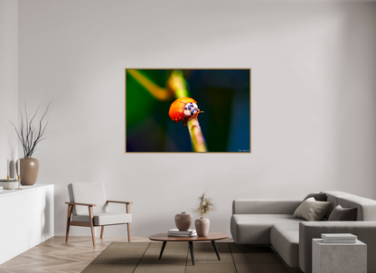 66 x 44″, Floater Frame Natural Oak Dew-Kissed Ladybug