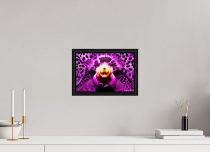 12 x 8″, Floater Frame Black Oak Piercing Gaze