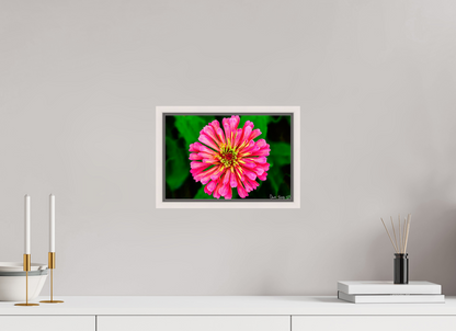 12 x 8″, Floater Frame Maple White Peach Summer