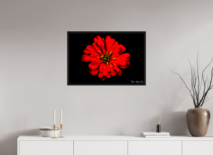 30 x 20″, Floater Frame Black Oak Zinnia of Fire