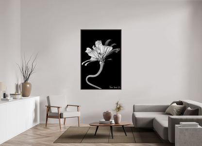 40 x 60″, Floater Frame Alder Brown Kingsnake’s Florescence