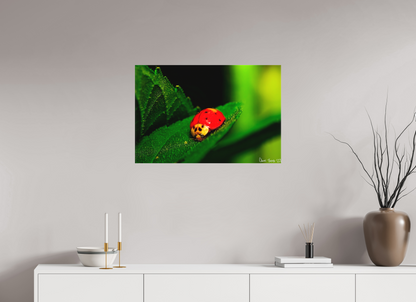 30 x 20″, Matte Canvas Our Lady Bird