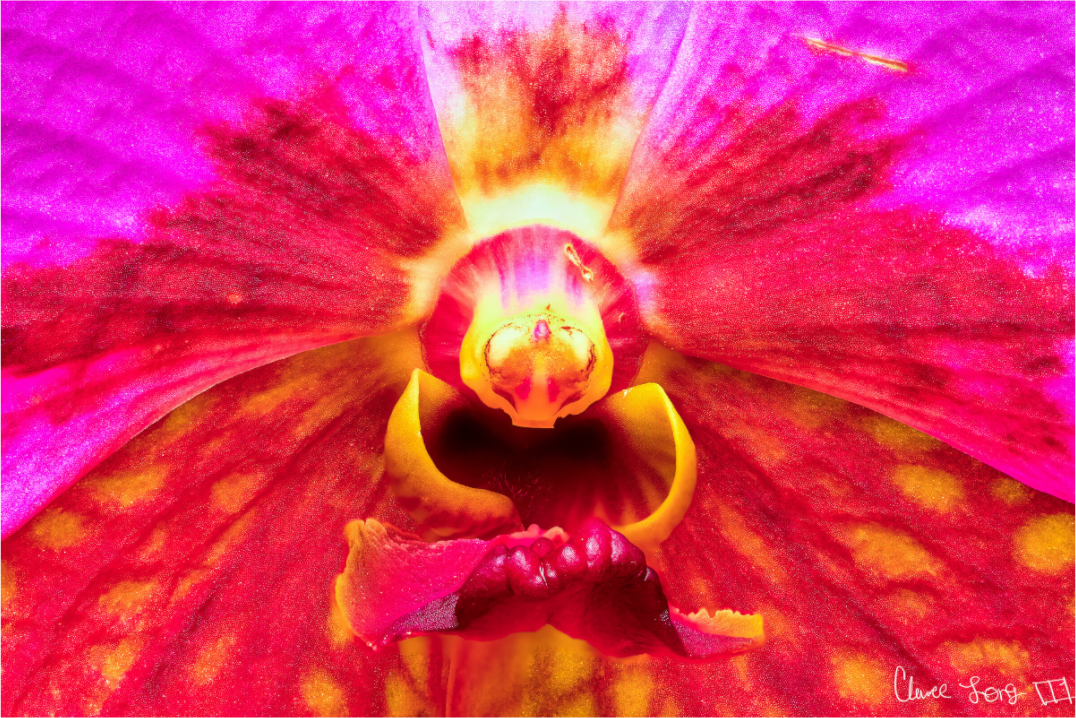 Main image Tie Dye Orchid