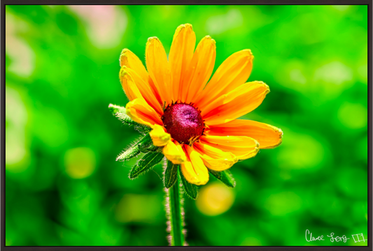 Main image Stillness in the Blur