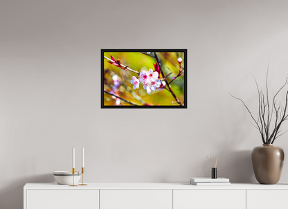 24 x 16″, Floater Frame Black Oak Cherry Blossom