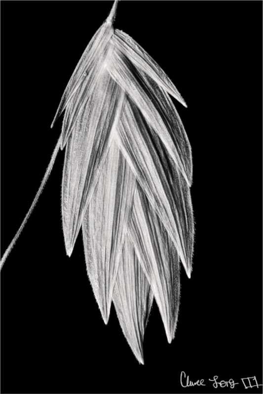 Main image Tenebrous Sea Oat