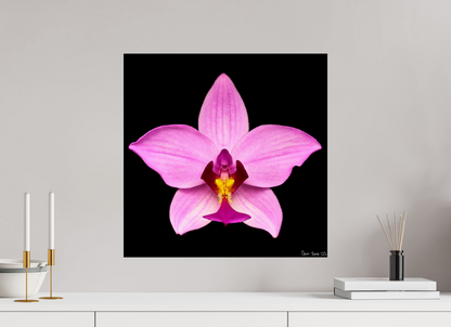 20 x 20″, Acrylic Bubblegum Star