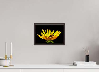 12 x 8″, Floater Frame Alder Brown Sweet Dreams