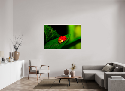 60 x 40″, Floater Frame Maple White Our Lady Bird