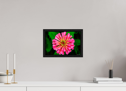 12 x 8″, Floater Frame Black Oak Peach Summer