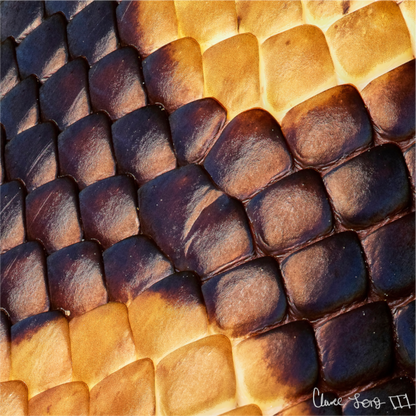 Main image Python’s Glow