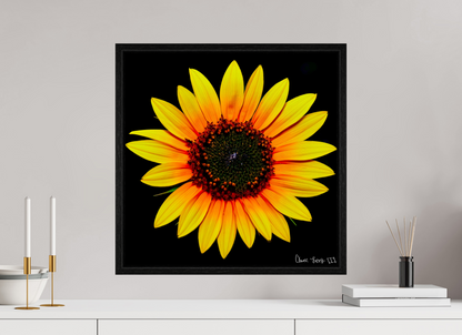 20 x 20″, Floater Frame Black Oak Nana’s Sunflower