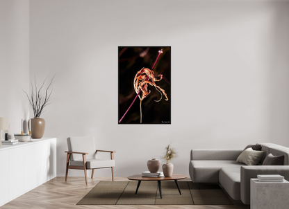 36 x 54″, Floater Frame Black Oak Impaled