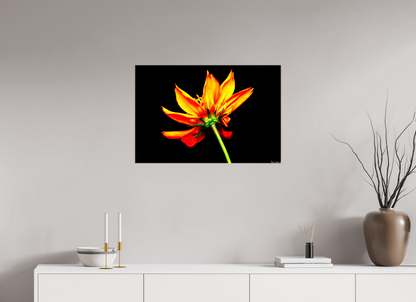 30 x 20″, Glossy Canvas Soaring Phoenix