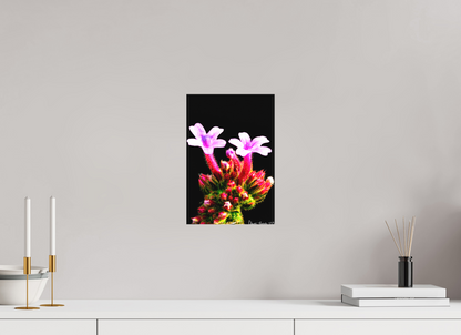 8 x 12″, Matte Canvas Vebena Bonariensis Pair