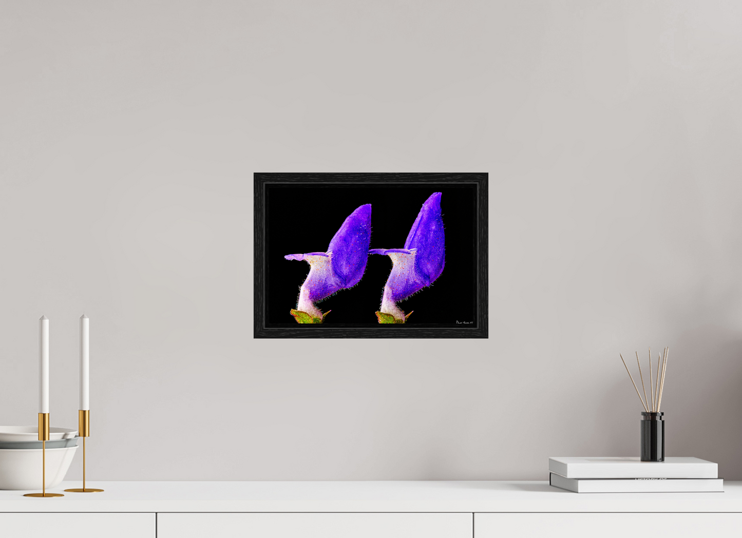 12 x 8″, Floater Frame Black Oak Coleus Barbatus
