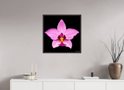 25 x 25″, Floater Frame Alder Brown Bubblegum Star