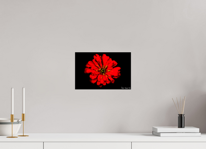 12 x 8″, Glossy Metal Zinnia of Fire