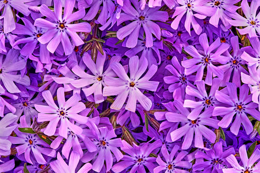 Lavender Moss Phlox