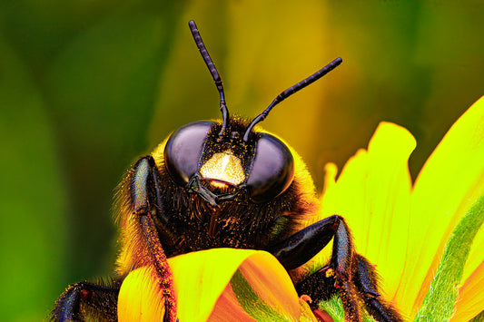 The Curious Bee